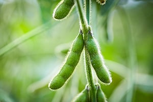 BensonHill_Soybean_300