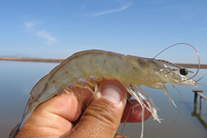 SeekIt_shrimpDJ_300