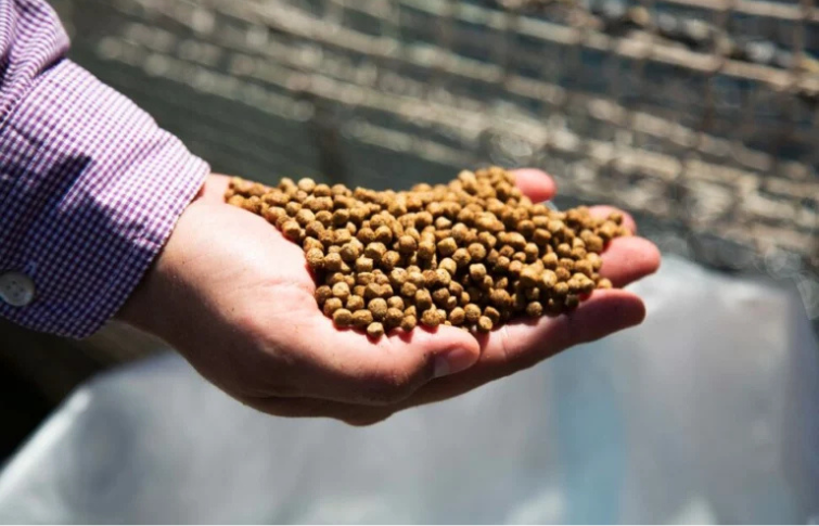 fish feed