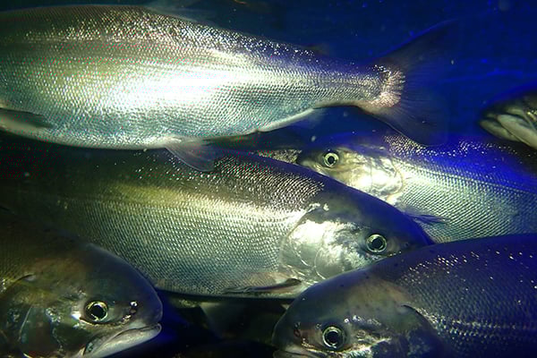 sockeye3_Okayama University of Science_600