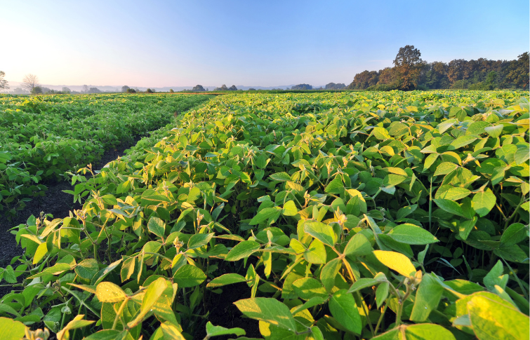 soybean field